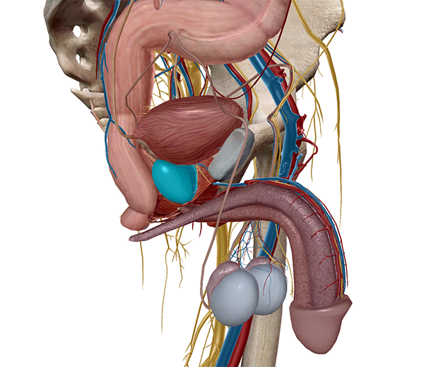 5 Facts About the Prostate and Prostate Cancer